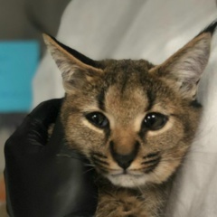 Иван Скибо, Москва