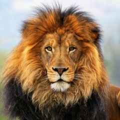 Юрий-Куанышевич Ким, 01.06.1986