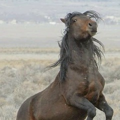 Нурхан Куангалиев, Тайпак