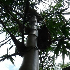 Андрей Баранов, Санкт-Петербург