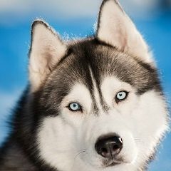 Роман Глазов, 03.04