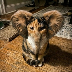 Яков Дубинин, 11.05.1986, Полушкино