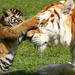 Ирина Лукьянович, 05.01.1985, Москва