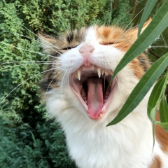 Эльдар Бязров, 26.07.1990, Санкт-Петербург