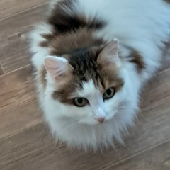 Ирина Рыбалко, 29.05.1979, Санкт-Петербург