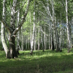 Денис Ремнев, Новосибирск