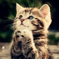 Василий Преображенский, Санкт-Петербург