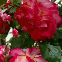 Елена Быганова, 11.04, Москва