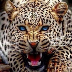 Рушан Курбанов, 13.12