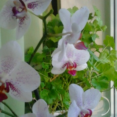 Ирина Куриленко, 10.04, Марганец