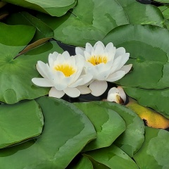 Анна Димитрищук, 26.01, Одесса