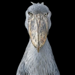 Alan Kardanov, 13.08, Москва