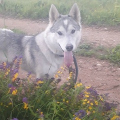Белооснежный Сахоорок, 23.02.1987, Москва