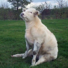 Темирлан Ибрагимов, 05.08.2002