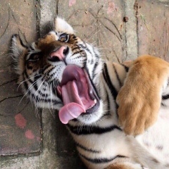 Айгерим Багытжан, 27.06, Актау