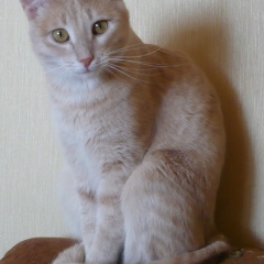 Ира Стрелкова, 21.11, Астрахань