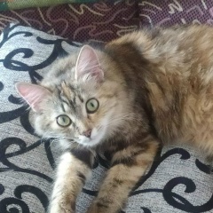 Сергей Соловьев, 09.03, Витебск