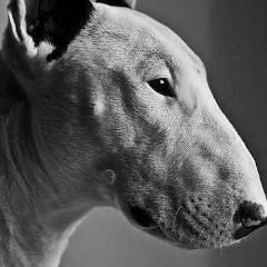 Саня Александров