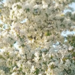 Ирина Найверт, 27.04, Омск