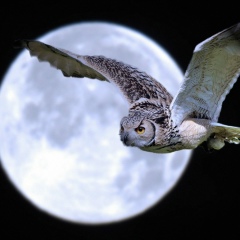 Есения Лорман, 15.05, Ставрополь