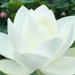 Андрей Лерин