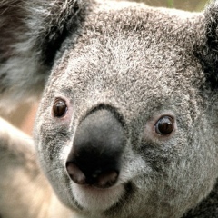 Febo Beni, 02.04.1980