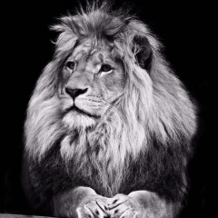 Володя Неизвестных, 20.09, Chicago