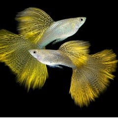 Душевная Компания, 24.04, Санкт-Петербург