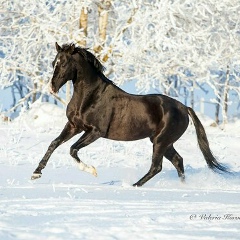 Ырысбек Сангилов, 25.08.1901, Астана
