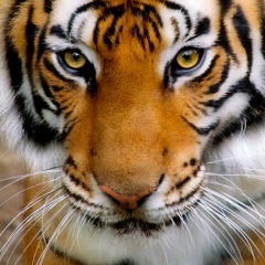 Клавдий Форумчанин, 01.01, Москва