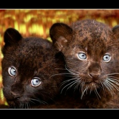 Оксана Блажнова, 23.03.1981, Москва