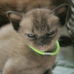 Дарья Пенгинштейн, 17.07.1988