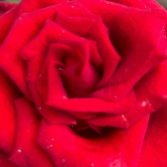 Светланка Леванидова, Киров