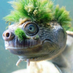 Максим Пашков