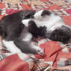 Роман Пичурин, Днепр (Днепропетровск)