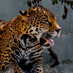 Александр Данилков, 01.01.1901, Воронеж