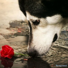 Аришка Супер, 04.04, Лангепас