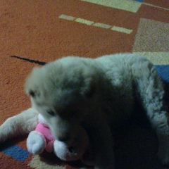 Вика Щербак, 10.02, Раздольное