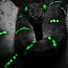 Антон Дмитренко, 15.10.1987, Львов