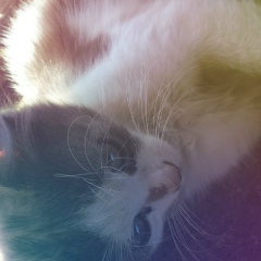 Ислам Сасиков