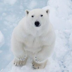 Саня Петренко, Киев