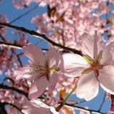 Танч Иванова, Одесса