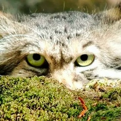 Rem Ювакаев, Тюмень