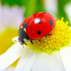 Елена Мещерякова, 30.11.1985