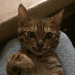 Дамир Серикбаев, 25.07.1993, Wien