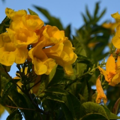 Майя Козлова