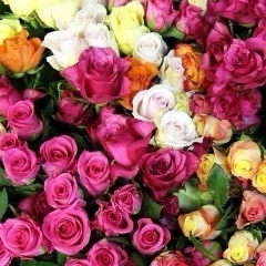 Диана Амир, 07.05, Атырау