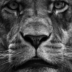 Иса Бисултанов, 21.05.1915, Москва