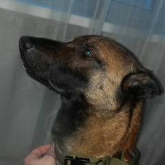 Родион Алексеев, Зеленогорск