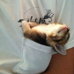 Alexandru Lungu, 11.04.1998, Шолданешты